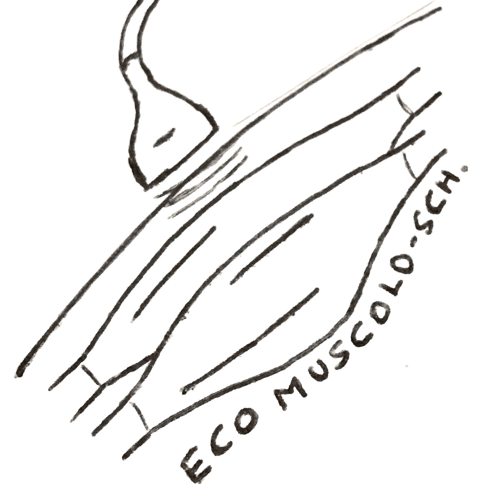 Ecografia muscolare