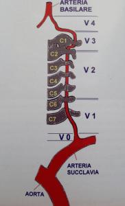 Circolo vertebra-basilare
